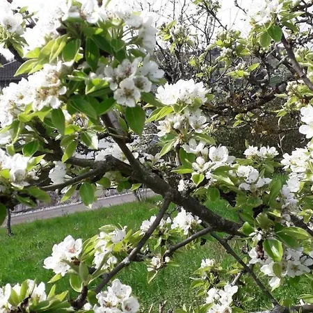 Des Fruitiers Prázdninový dům Orbey